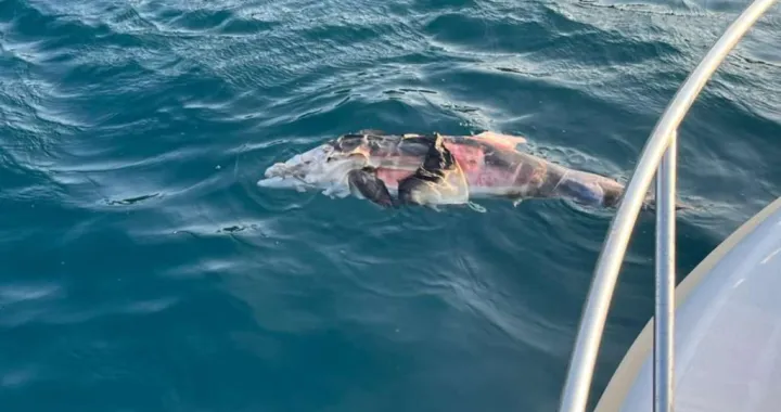 Pronađen mrtav dupin/ignjolov Eging Club Neum//