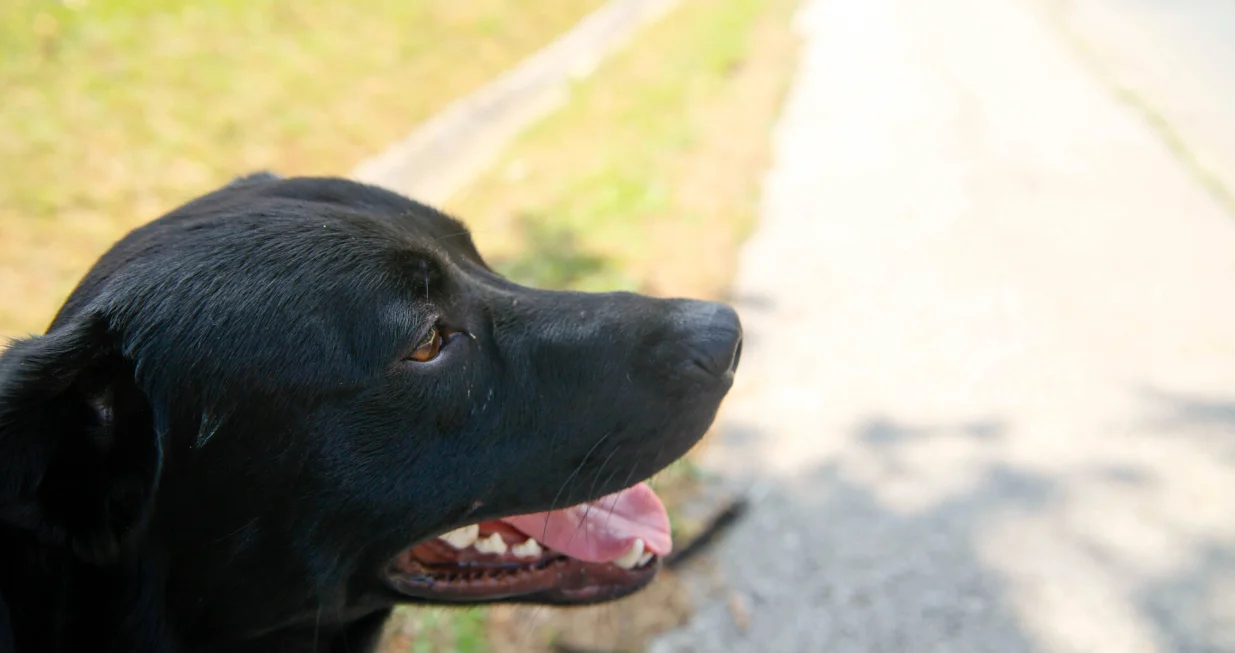 Pas lutalica/Damir Deljo