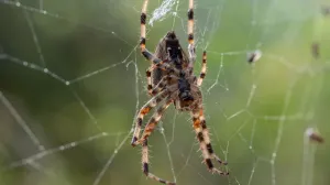 Paukova mreža//