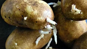 Krompir će biti kao tek ubran/Pinterest