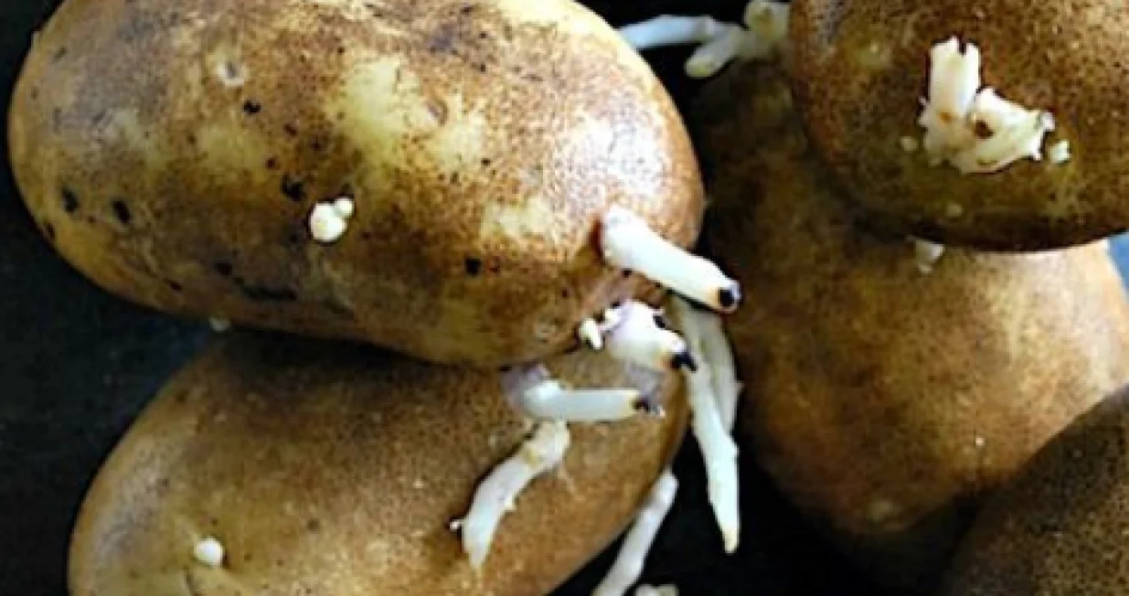 Krompir će biti kao tek ubran/Pinterest