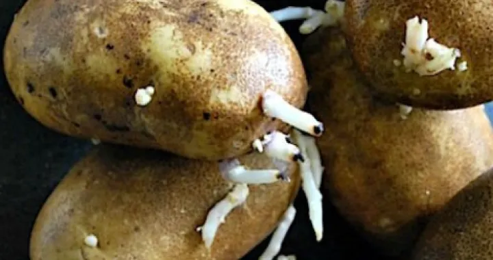 Krompir će biti kao tek ubran/Pinterest