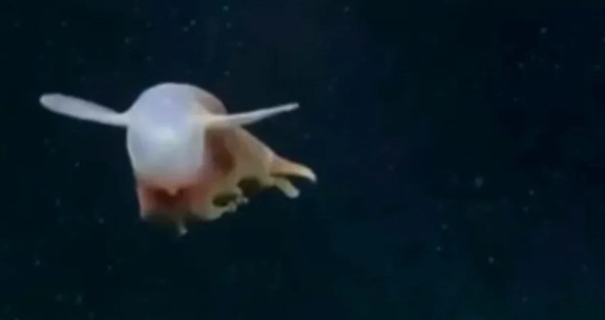 Hobotnica, otkriće, kamera, more/