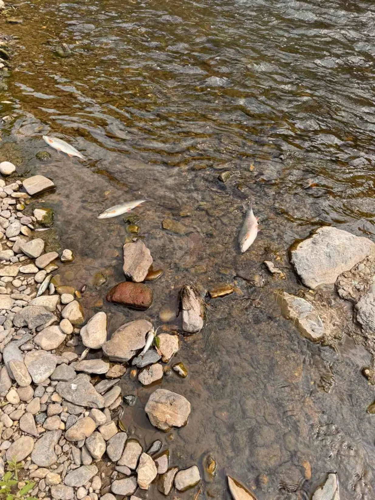 pomor ribe/Ugsr Bistro