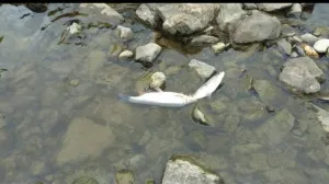 mrtva uginula riba, zenica, rijeka, bosna/Bistro Zenica