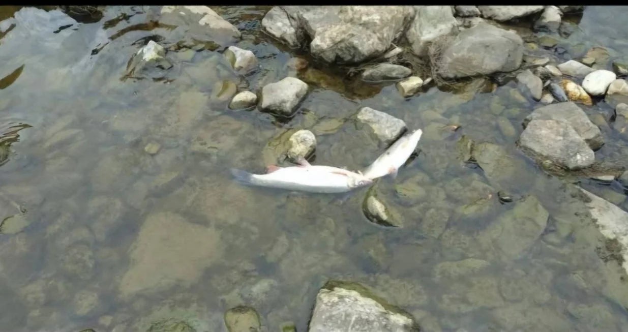 mrtva uginula riba, zenica, rijeka, bosna/Bistro Zenica