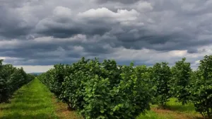 Zasadi lješnjaka, Carska ljeska/