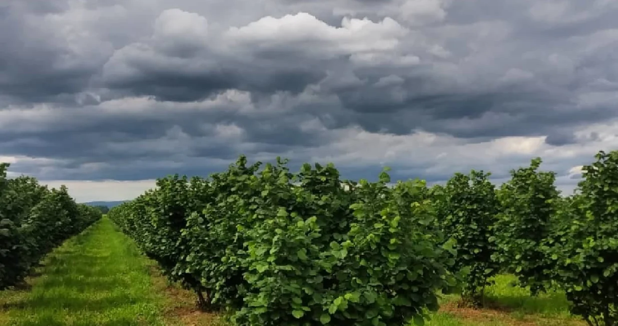 Zasadi lješnjaka, Carska ljeska/