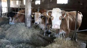 stočarstvo, krave, krdo, štala, krava, životinje/