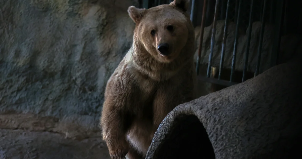 Medvjedi u Turskoj ne spavaju jer im je vruće/Anadolija/Anadolija