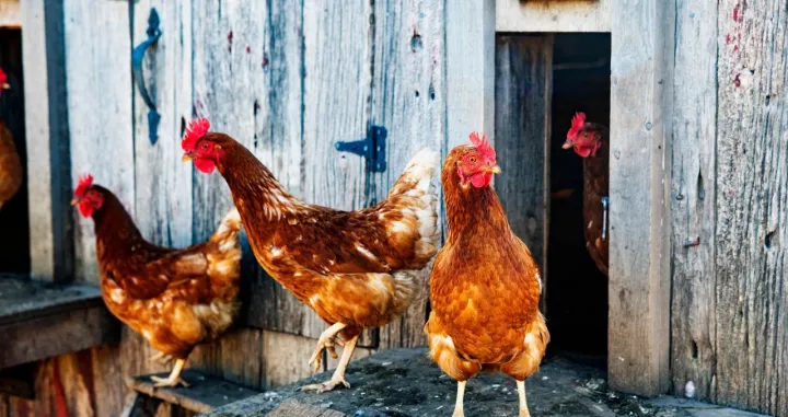 Kokoške su u panici gazile jedne preko drugih/ Ilustracija/