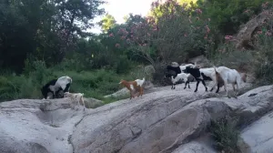 Divlje koze/Ilustracija/X.com//