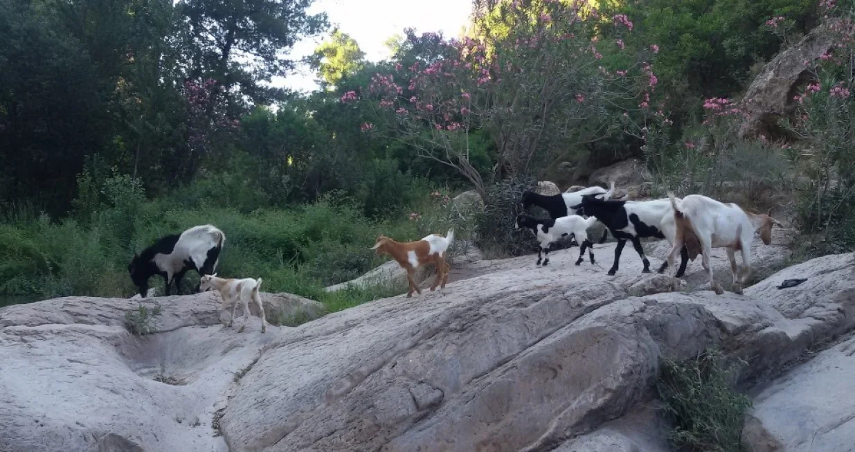 Divlje koze/Ilustracija/X.com//