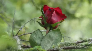 KoriД‡anske stijene, Bosna i Hercegovina, 21.august 2025: Bacanjem ruЕѕa niz liticu na mjestu masovnog streljanja ДЌlanovi porodica Еѕrtava, bivЕЎi logoraЕЎi, predstavnici vlasti i brojni graД'ani danas su na lokaciji KoriД‡anskih stijena, na planini VlaЕЎiД‡, obiljeЕѕili 33. godiЕЎnjicu od svirepog masovnog streljanja 224 logoraЕЎa koji su prethodno dovedeni na lokalitet egzekucije pod izgovorom odlaska na razmjenu. (Elman Omic - Anadolu Agency)/