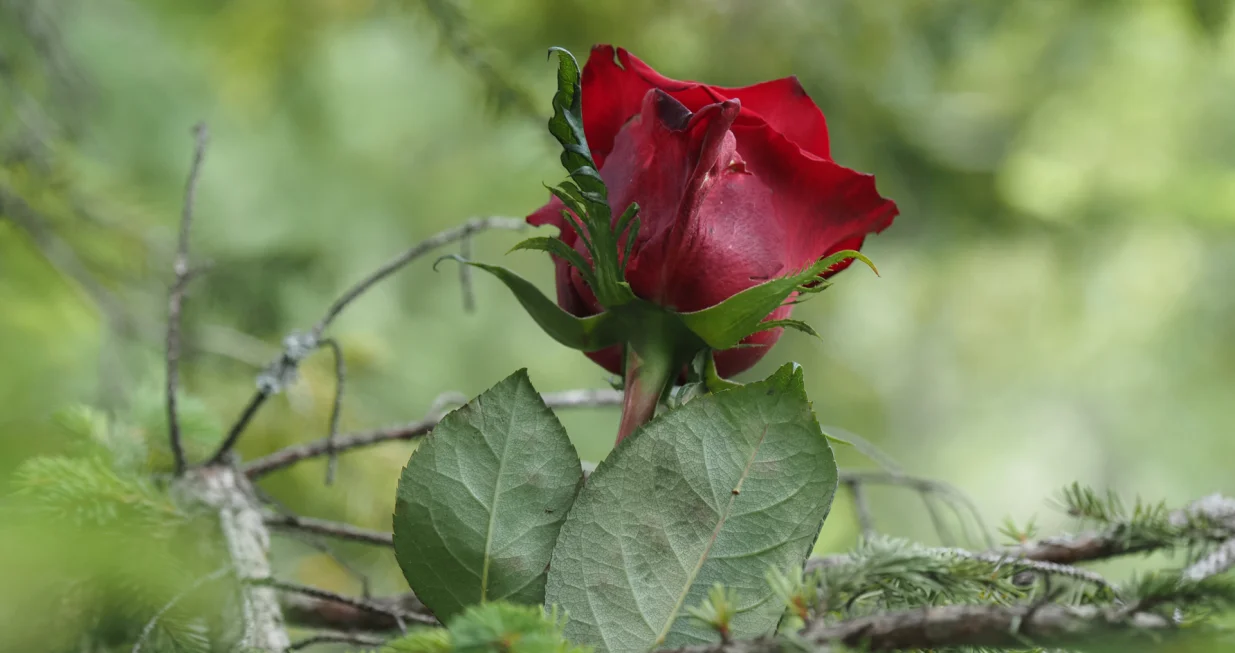 KoriД‡anske stijene, Bosna i Hercegovina, 21.august 2025: Bacanjem ruЕѕa niz liticu na mjestu masovnog streljanja ДЌlanovi porodica Еѕrtava, bivЕЎi logoraЕЎi, predstavnici vlasti i brojni graД'ani danas su na lokaciji KoriД‡anskih stijena, na planini VlaЕЎiД‡, obiljeЕѕili 33. godiЕЎnjicu od svirepog masovnog streljanja 224 logoraЕЎa koji su prethodno dovedeni na lokalitet egzekucije pod izgovorom odlaska na razmjenu. (Elman Omic - Anadolu Agency)/
