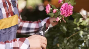 Spasite svoj vrt na vrijeme/Free Pik