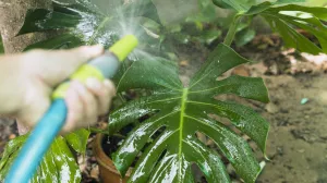 Zalijevajte ih pažljivo/Free Pik