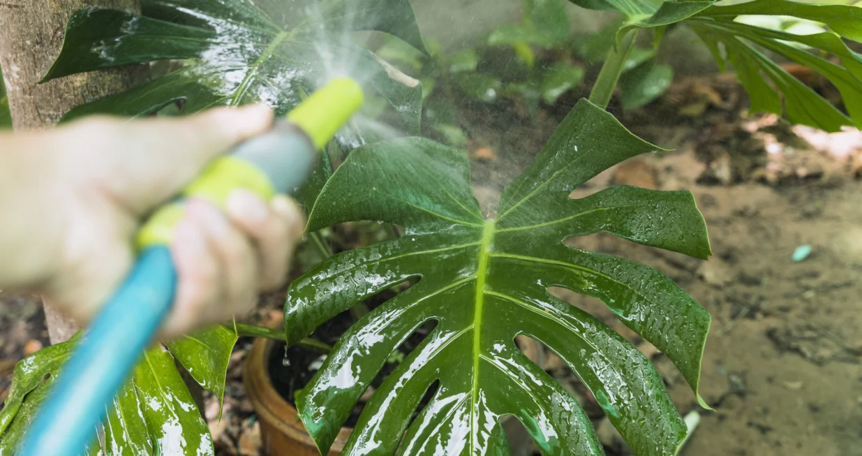 Zalijevajte ih pažljivo/Free Pik