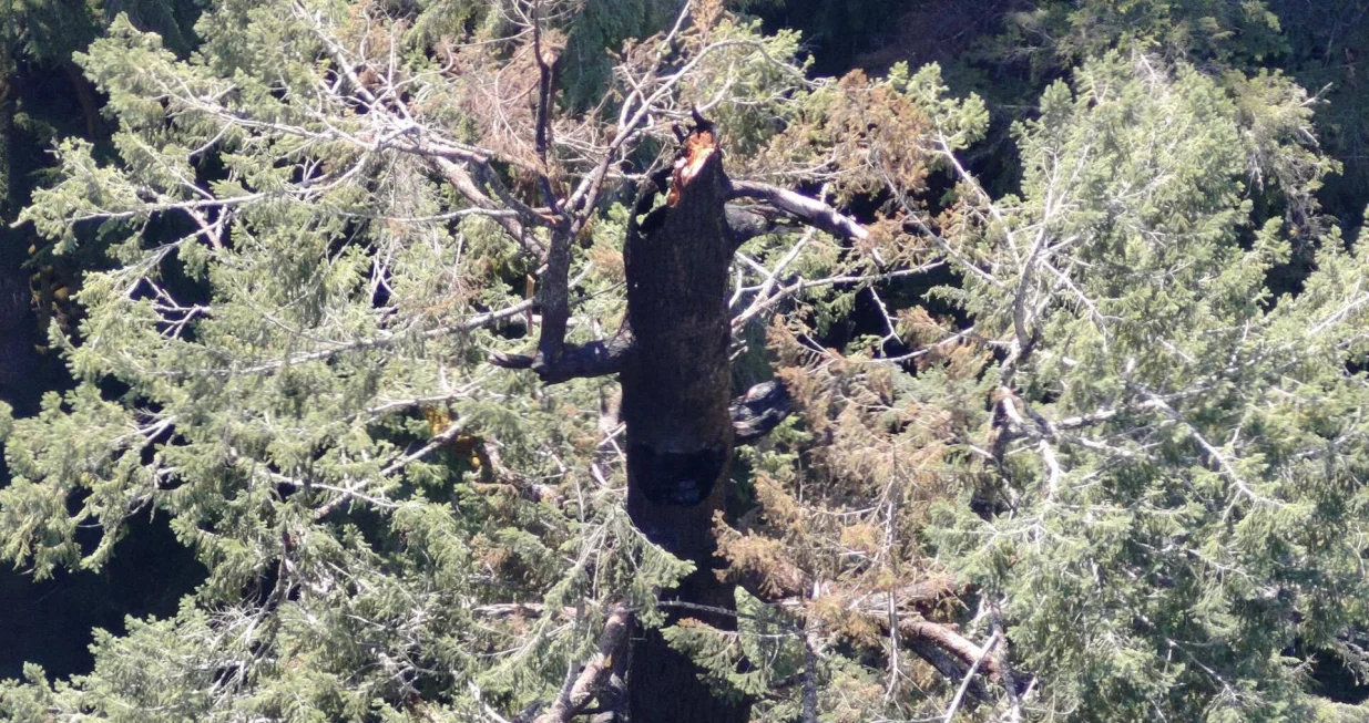 Stablo gori danima/X.com//