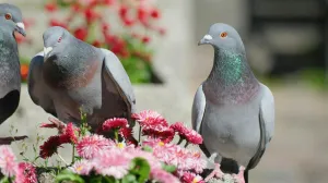 Jednostavno rješenje protiv golubova/Pexels