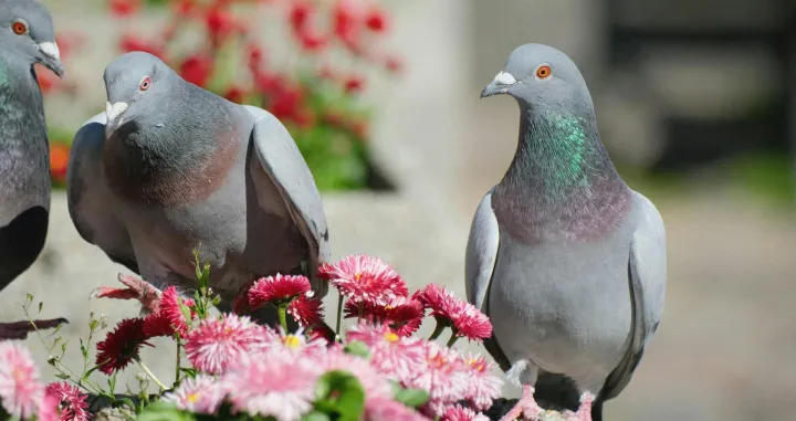 Jednostavno rješenje protiv golubova/Pexels