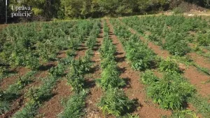 Otkrivena plantaža marihuane/Uprava policije Crne Gore/