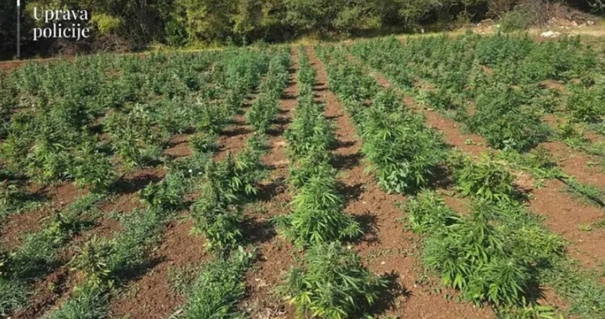 Otkrivena plantaža marihuane/Uprava policije Crne Gore/