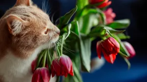 Zaštitite svog ljubimca/Free Pik