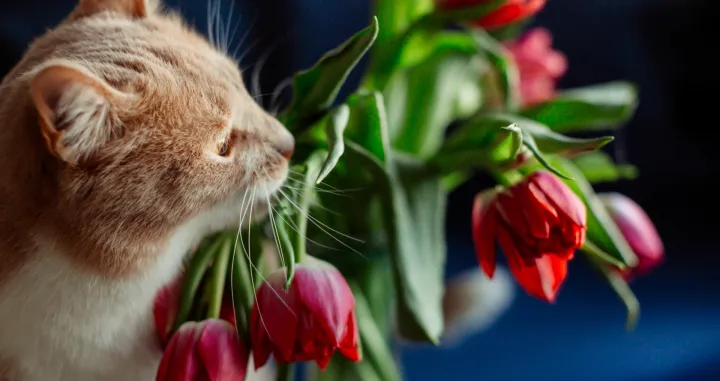 Zaštitite svog ljubimca/Free Pik