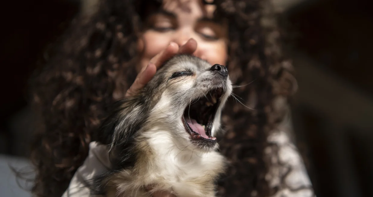 Trik koji svi vlasnici trebaju znati/Free Pik