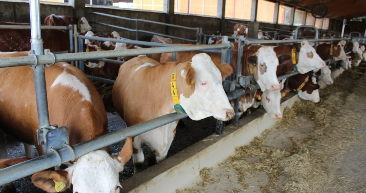 Farma - Porodično gazdinstvo Ranč u Mionici/