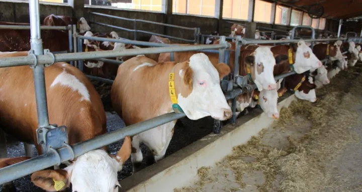 Farma - Porodično gazdinstvo Ranč u Mionici/