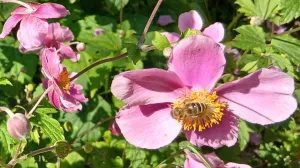 Pčele rado posjećuju japansku anemonu/