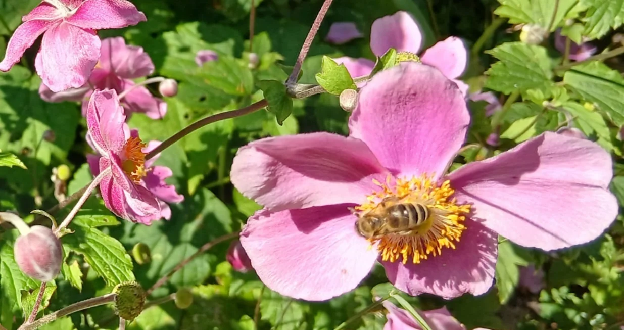 Pčele rado posjećuju japansku anemonu/