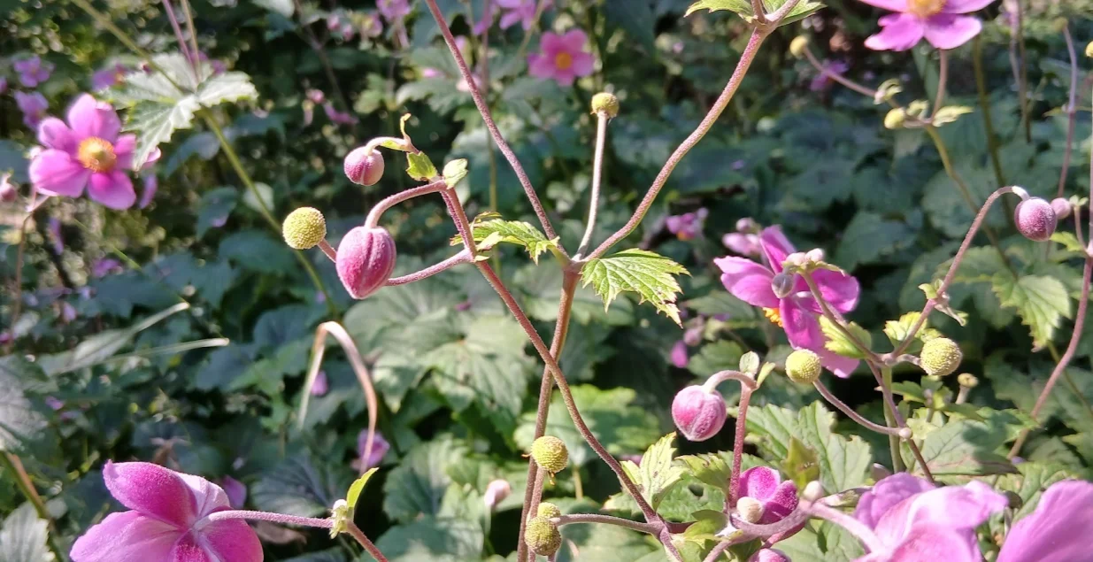 Zanimljivo oblikovani cvjetni pupoljci i žute glavice oprašenih cvjetova/