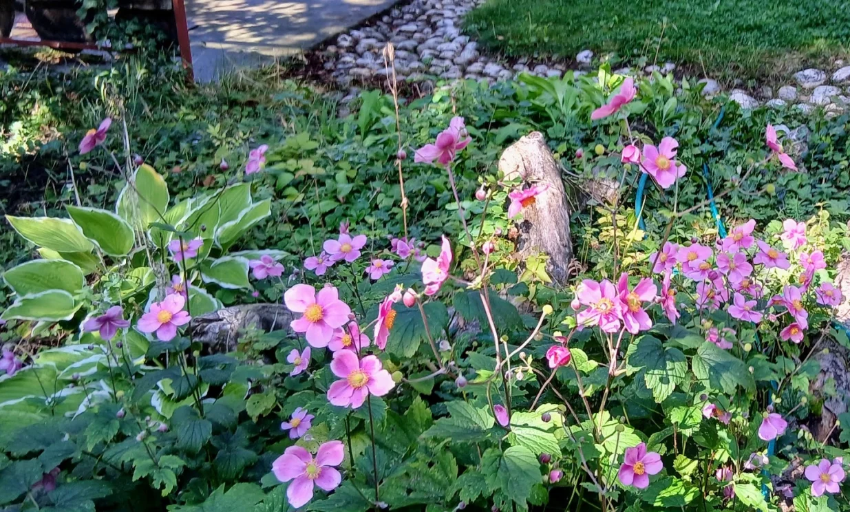 Japanske anemone uživaju u društvu sa hostama/