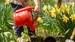 Bašta u augustu ne mora stradati/Free Pik