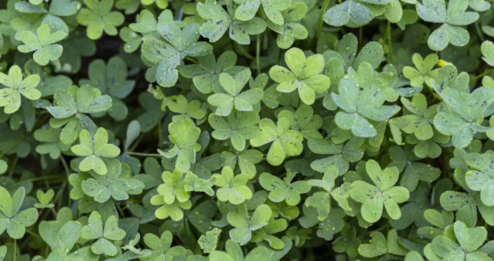 Sreća ili samo legenda?/Free Pik