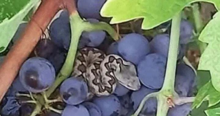 Poskok čekao berača/Vrisak.info