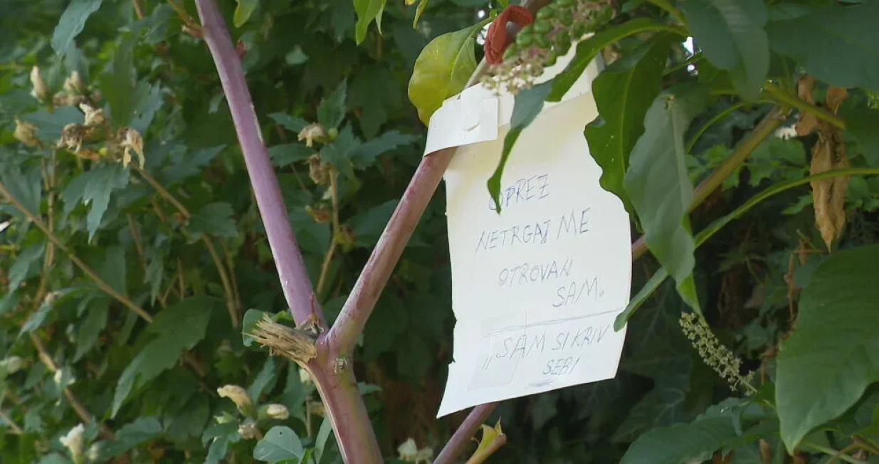 opasne bobice/Dnevnik.hr