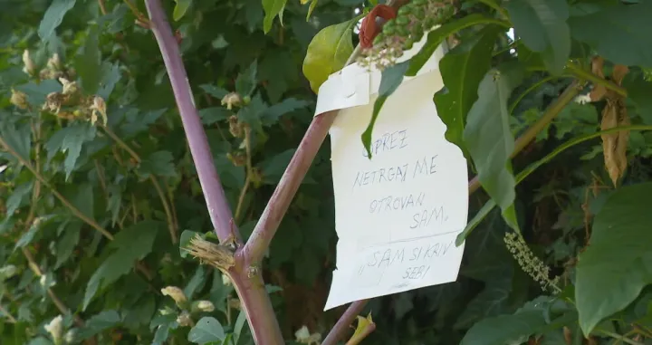 opasne bobice/Dnevnik.hr