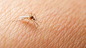 Evo zašto ste komarcima neodoljivi/Free Pik