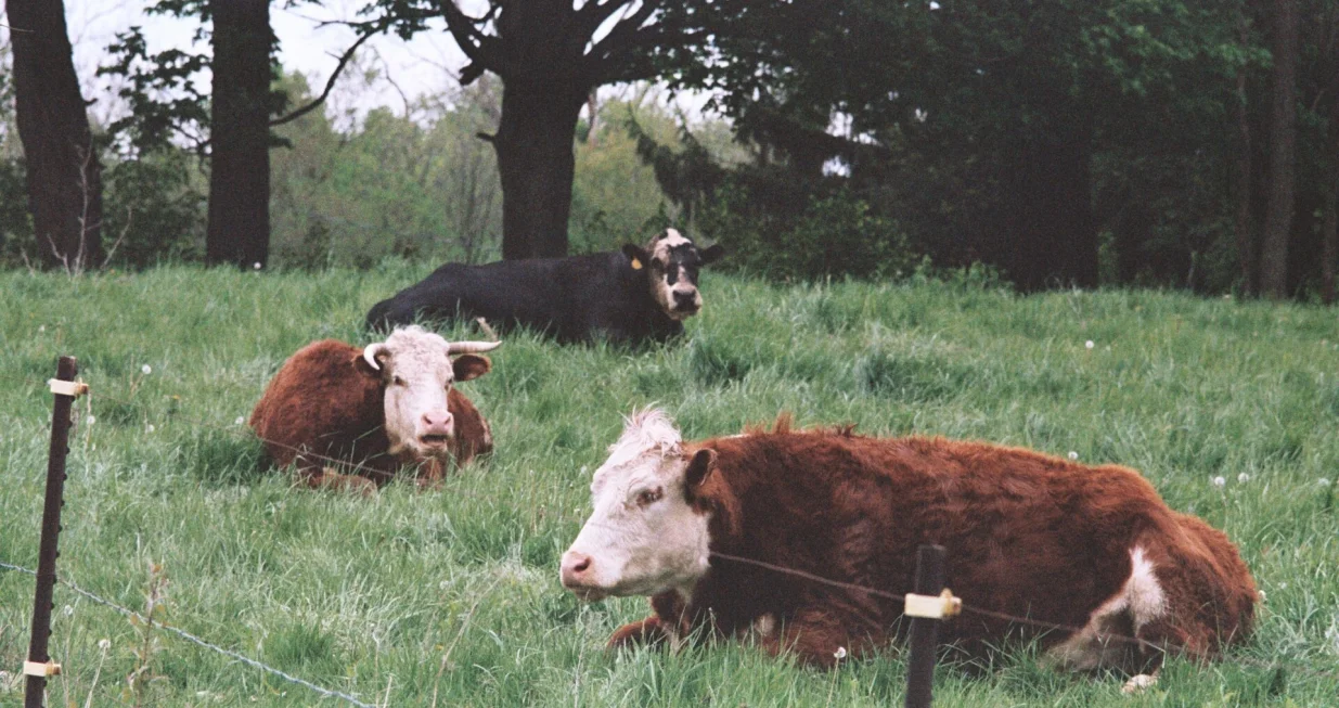 goveda ilustracija antrax unsplash/Unsplash