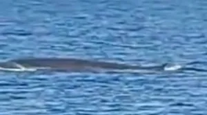 Nesvakidašnji prizor kod Pelješca! 'Kit je plivao blizu plaže u jako uskom kanalu/Screenshot