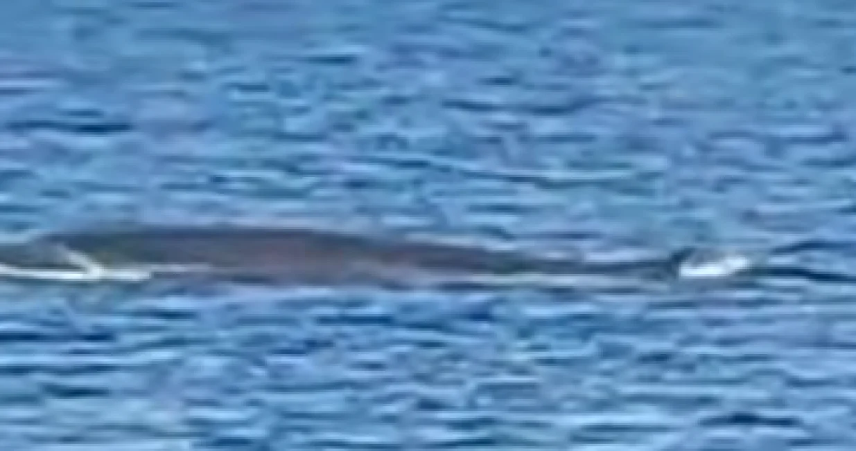 Nesvakidašnji prizor kod Pelješca! 'Kit je plivao blizu plaže u jako uskom kanalu/Screenshot