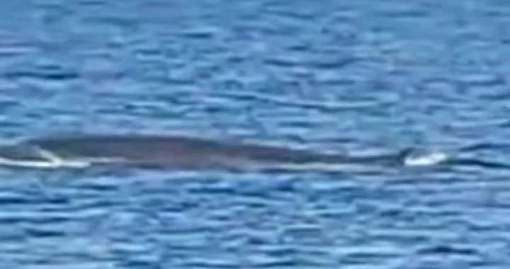 Nesvakidašnji prizor kod Pelješca! 'Kit je plivao blizu plaže u jako uskom kanalu/Screenshot