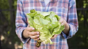 Skida salo sa stomaka kao od šale/Free Pik