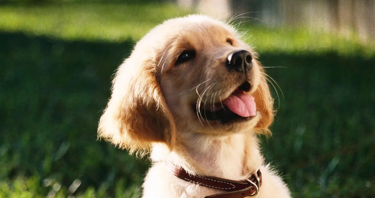 psić u kući, novi član porodice, štene/-