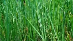 Možete li pronaći skakavca u travi?/