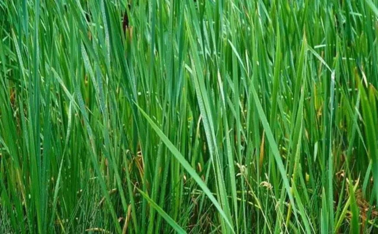 Možete li pronaći skakavca u travi?/